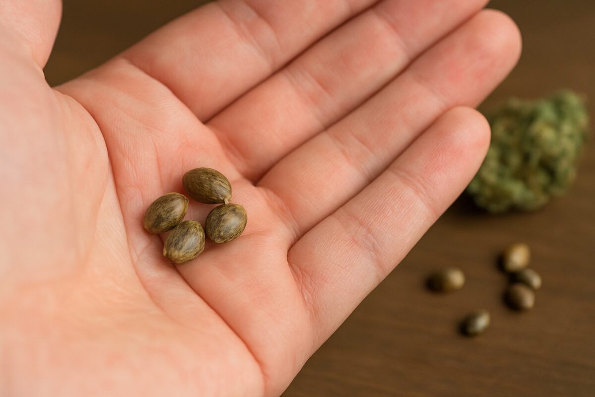 Czy nasiona marihuany sa legalne